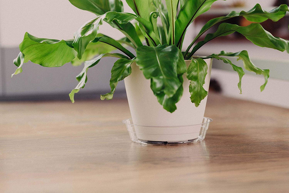 Curtis Wagner Plastics Plant Tray Basket Liner (5-Pack) - Clear, Deep (Diameter: 4.25" Base, 6" Top, 3.25" Depth) Thin Plastic Liners for Planters for Indoor/Outdoor Plant Pots