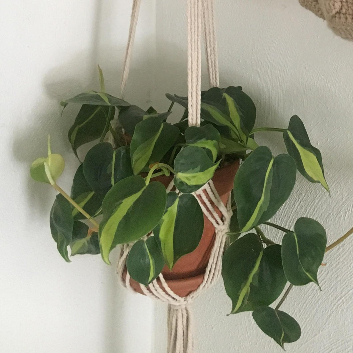 verkelly 2 Pack Macrame Hanging Planters with Patterns - Stylish Plant Hangers Crochet Boho Plant Holder Hanging Plant Basket for Up to 6 Inch Pots(White)