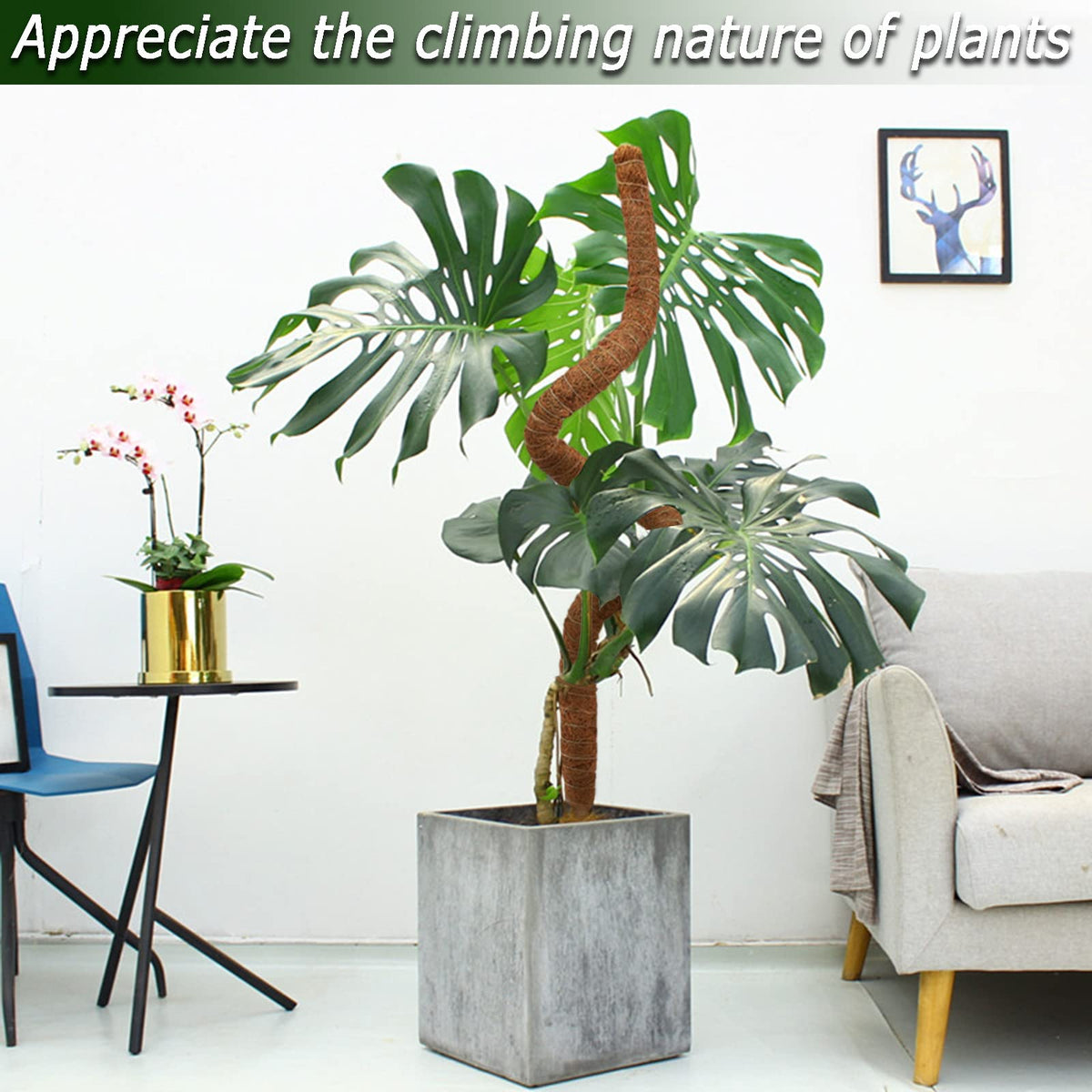 Tall Moss Pole Set, 48” and 60” Bendable Moss Pole for Plants Monstera, Moss Poles for Climbing Plants Indoor, Large Coco Coir Plant Pole Sticks Support Stakes for Potted Plants, Pothos