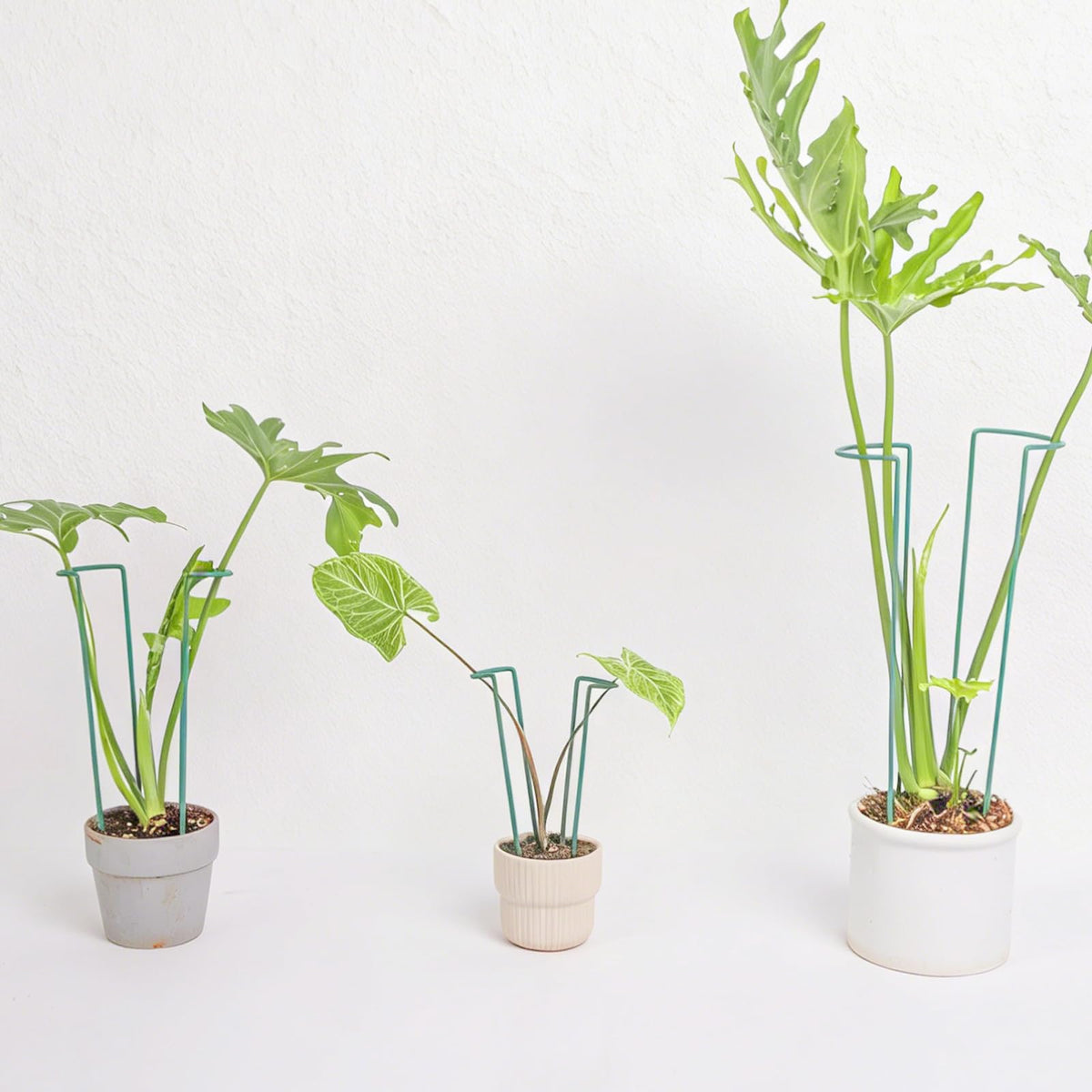 GOOOXIM Indoor Plant Stakes – 8.7" U-Shaped Durable Iron Support for Monstera & Potted Plants, Perfect for Small to Medium Climbing Plants, 10-Pack, Ideal for Home Décor & Plant Lovers
