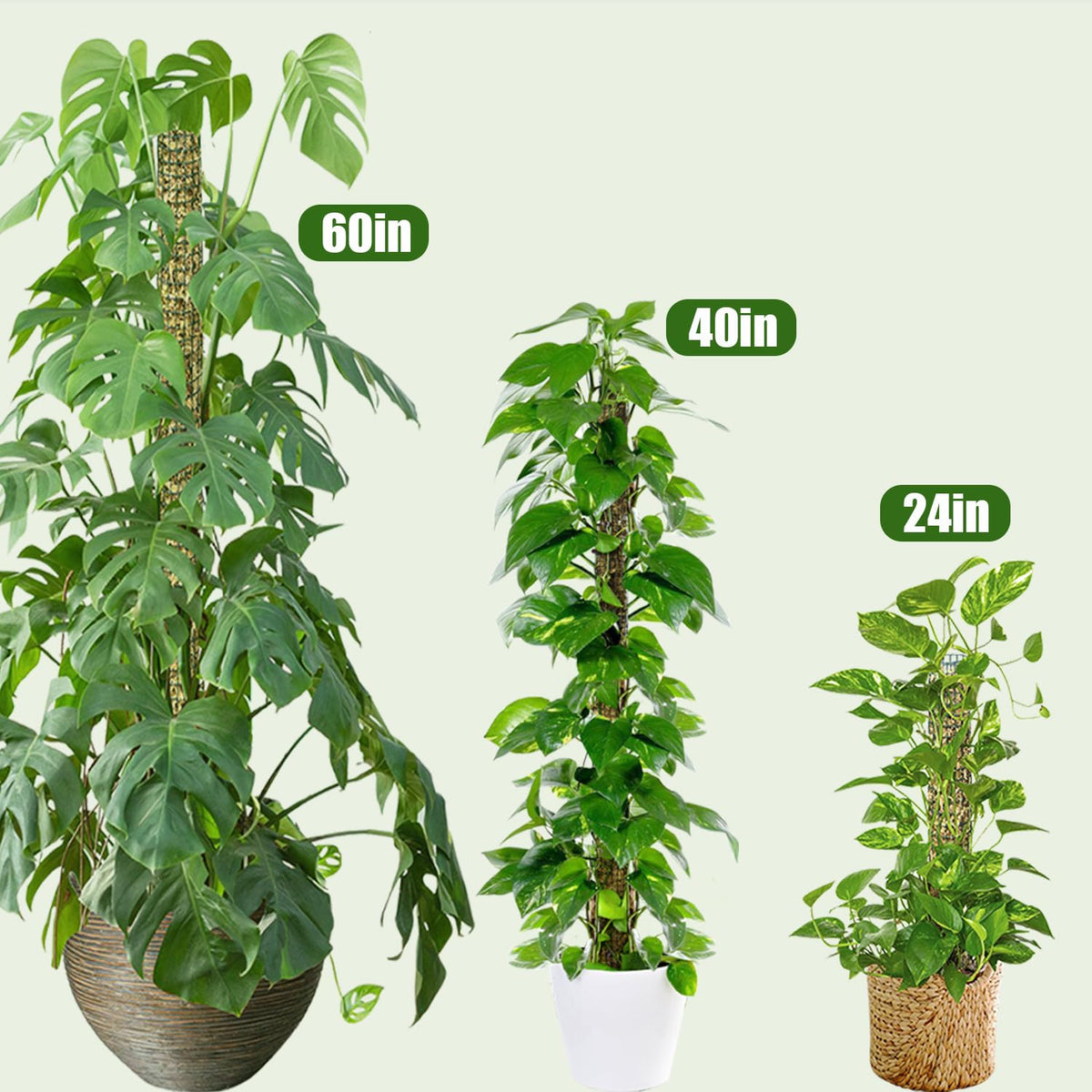 60" Metal Moss Pole, 2 Pack Moss Poles for Plants Monstera, Stackable Sphagnum Moss Pole, Plant Poles for Climbing Plants Work with Sphagnum Moss(2 Pack 60")