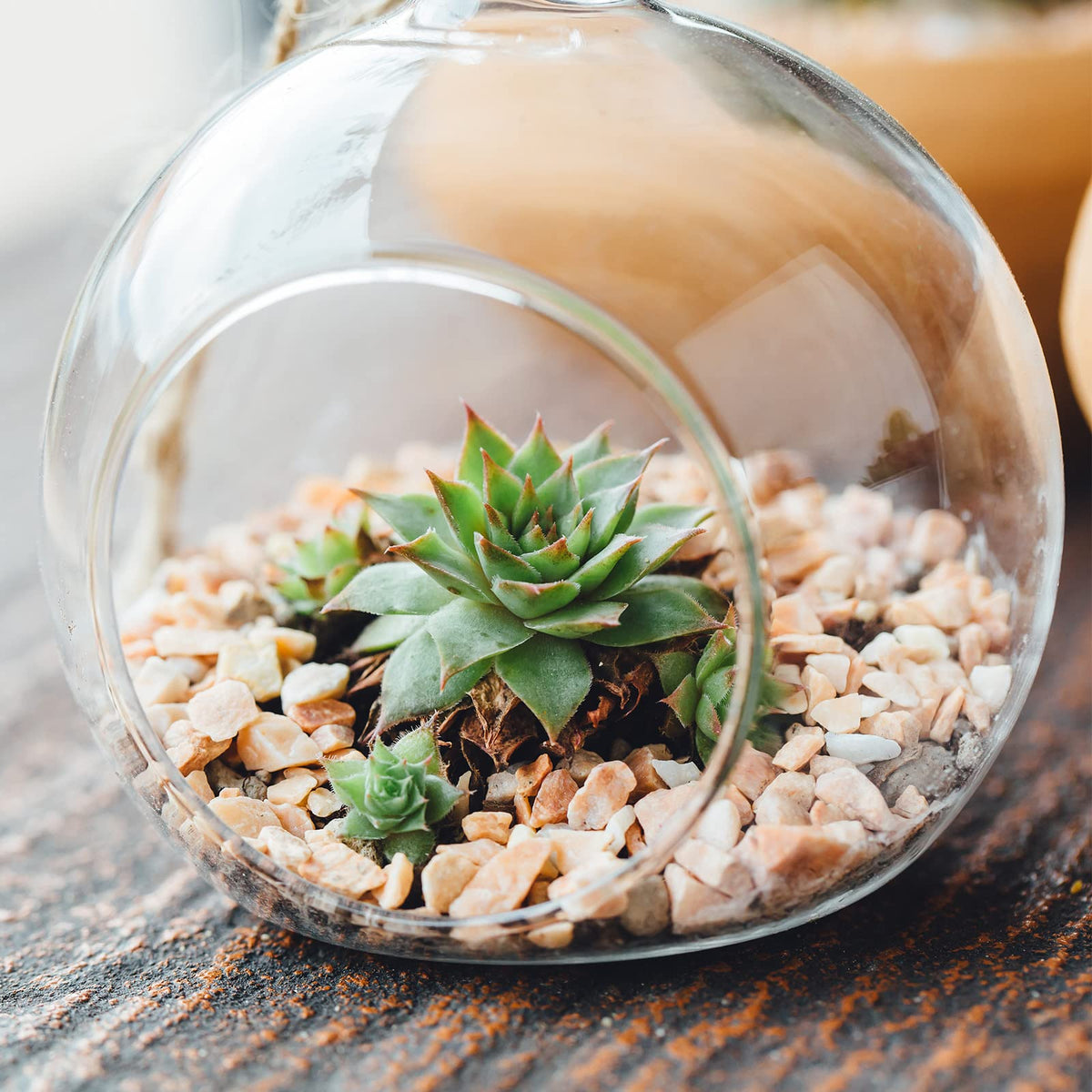 PATIKIL Round Globe Terrarium Air Plant Planter, 4 Inch High Borosilicate Glass Table Decorations for Succulent, Tillandsia, Clear