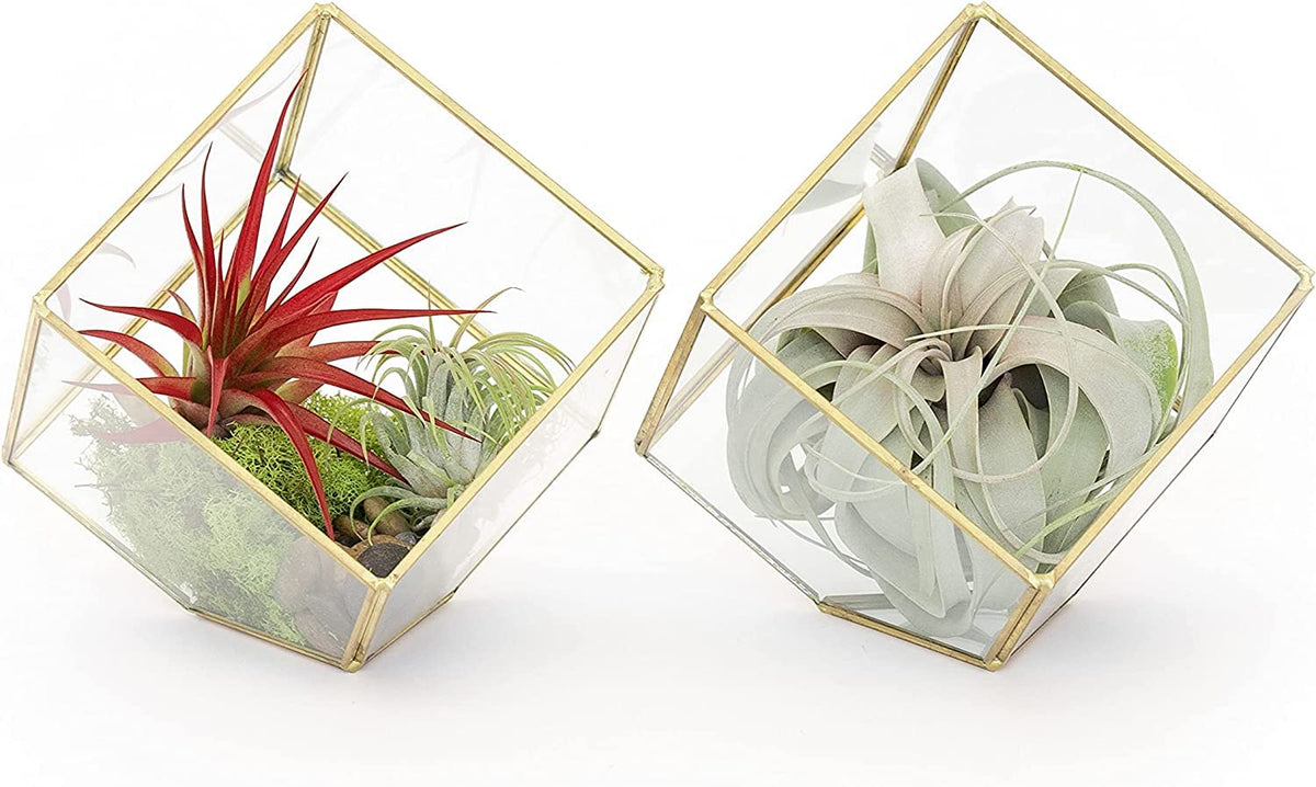 Air Plant Shop Heptahedron Geometric Glass Terrariums - Set of 2 Air Plants Holder-Tillandsia Red Abdita, Ionantha and Small Xerographica-Home and Garden Decor-Easy Care Indoor and Outdoor Plants