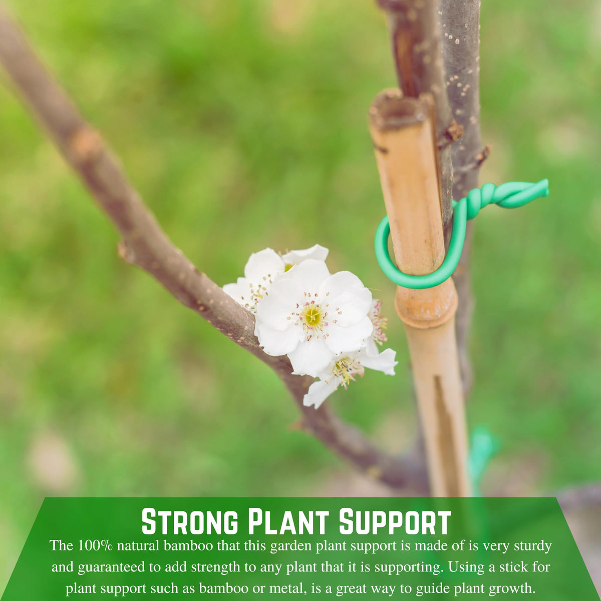 Farm Plastic Supply - Bamboo Garden Stakes - Bambo Sticks, Bamboo Plant Stakes for Outdoor Plants, Plant Support Stakes for Indoor Plants (7 Foot, 10)