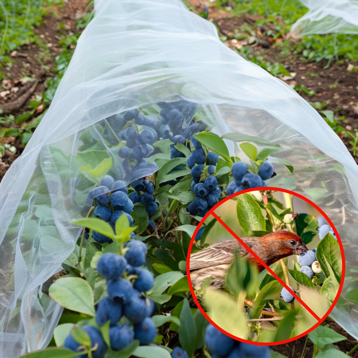 GonLei Garden Netting 2Pack 10X30FTPlants Garden Mesh Berry Netting Outdoor Mosquito Net,Garden Bed Fruit Tree Blueberry Shrubs Netting Plant Covers Row Vegetables Protection Barrier Net