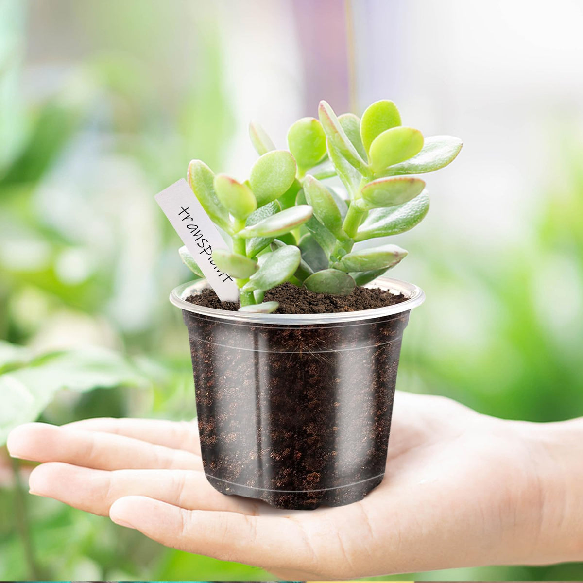 JOBVERT 4/5/6Inch Nursery Pot,30 Pack Clear Pots with Drainage, Plastic Pots for Planting Vegetables Flowers Seedlings