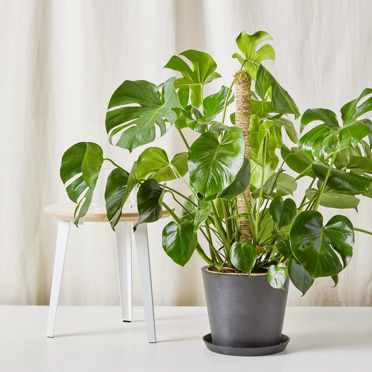 48 Inch Bendable Moss Pole for Plants Monstera, Coir Plant Pole Stick, Support Stake for Climbing Plants Indoor, Pothos, Philodendron, Moss Pole kit, Plant Support Stake for Plants Indoor