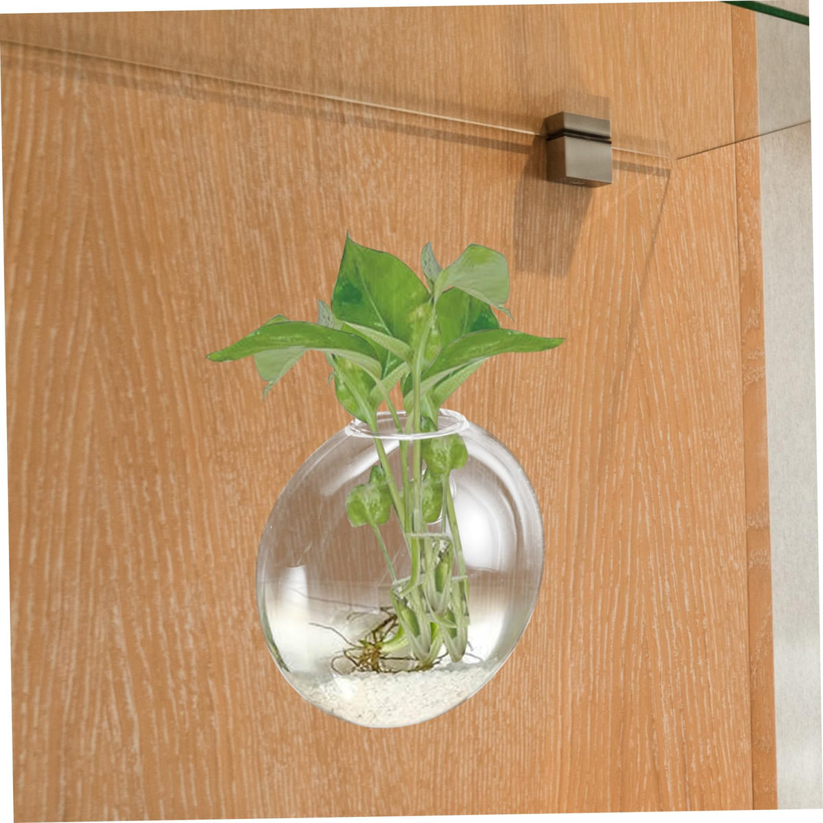Zerodeko Transparent Glass Wall Hanging Planter Vase for Hydroponic Plants Space Saving Glass Terrarium Container for Indoor Home Decor Easy to Clean and Maintain Suitable for Small
