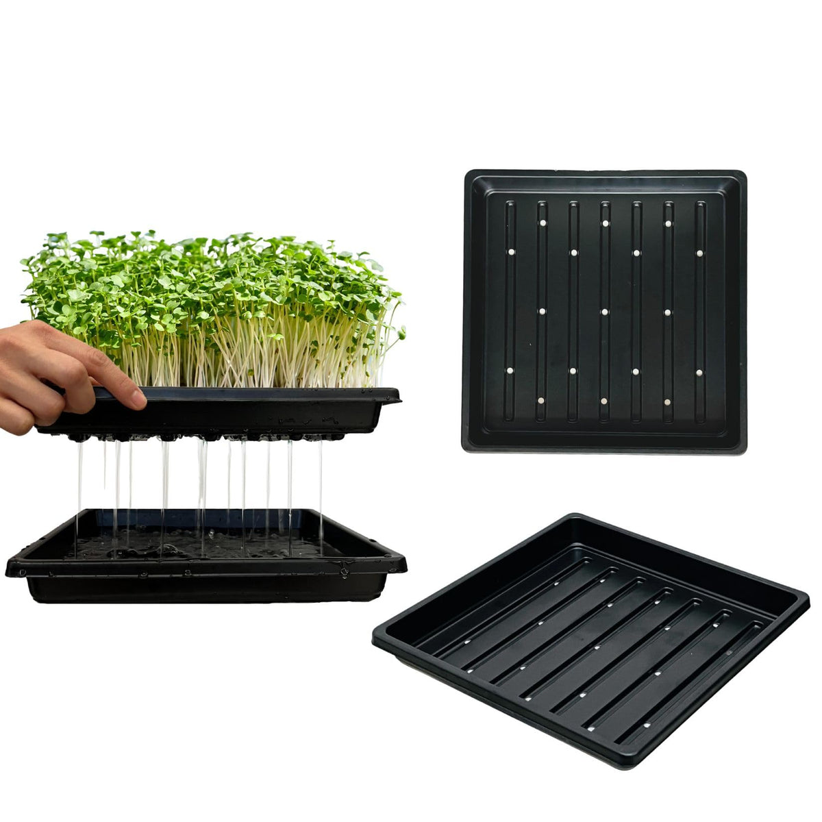 ILITING Plant Growing Seed Starter Trays for Seedlings Microgreen, Shallow Plants Tray Standard 1010 Tray with Drain Holes 5 Pack Black 10.7 x 10.7 inches Square Trays