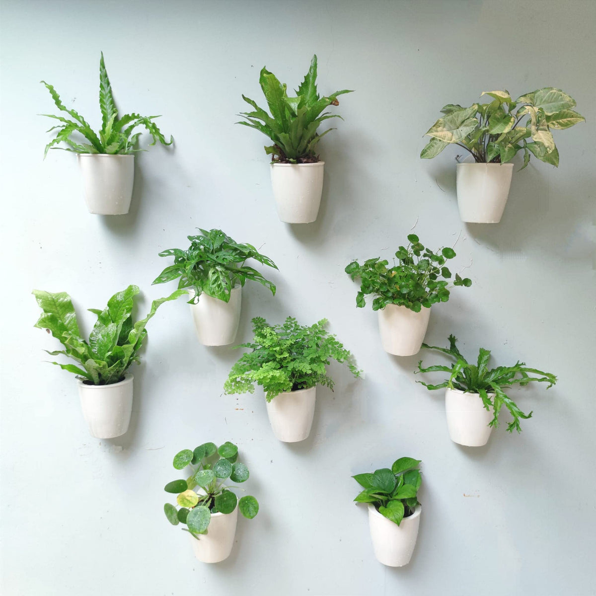 LalaGreen Bundle - 5" Pot + 2 Wooden Plant Holder, White Self Watering Pot, Wall Hanging Planters for Indoor and outdoor,Wall Mount Air Plants Succulent Holder Hanger,Vertical Garden Plant Stand Decor