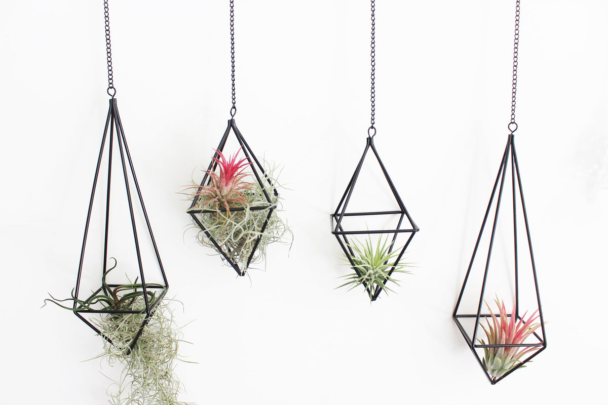 libproqia 4 Pcs Hanging Air Plants Holders Black Himmeli Large Geometric Tillandsia Air Plant Planter Hangers Airplants Display Wire Frame with Chains Wall Metal 2 Size