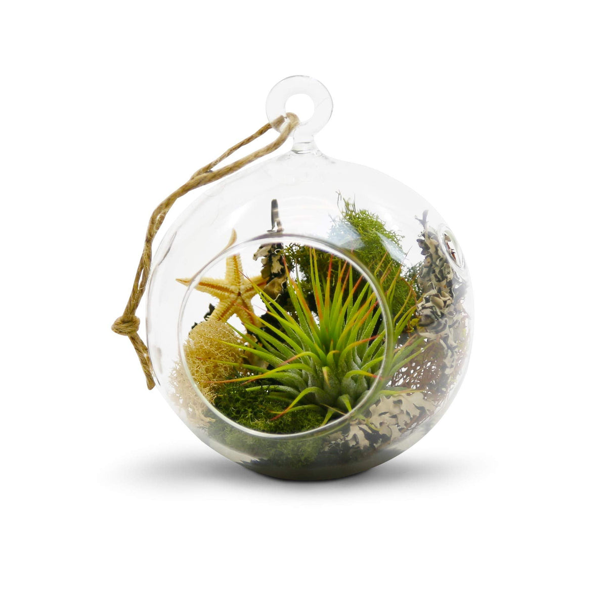 WGV Hanging Terrarium Globe, Width 4", Height 4.75", DIY Air Succulent Planter, Clear Glass Vase Orb with Flat Bottom, Candle Holder for Windowsill Outdoor Garden Decor, 24 Pieces Bulk