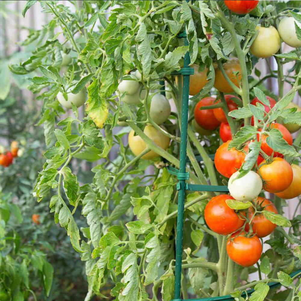 Growsun 4ft Garden Stakes Metal Plastic Coated Plant Cage Supports Tomato Stakes Trellis Climbing for Tomatoes,Trees,Cucumber,Fences,Beans,25 Pack
