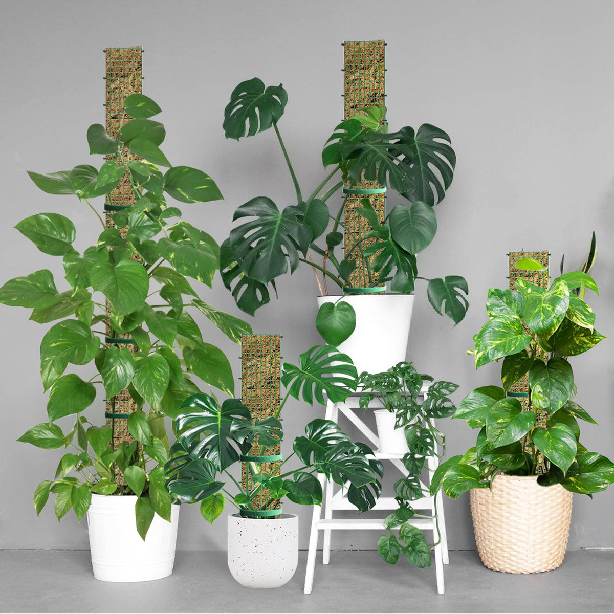 70" Metal Moss Pole, D Shape Sphagnum Moss Pole, Moss Poles for Climbing Plants, Monstera, Indoor Climbing Plants (2Pcs 70")