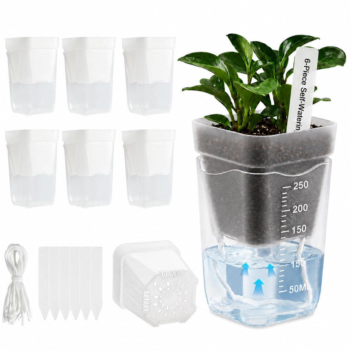 Sileasncei 6 Pack 2.5" Self Watering Seed Starter Cups, Clear Mini Planters for Indoor Plants, Help Prevent Overwatering, Promote Healthy Growth for Seedlings, Cuttings & Small Plants, with 6 Labels