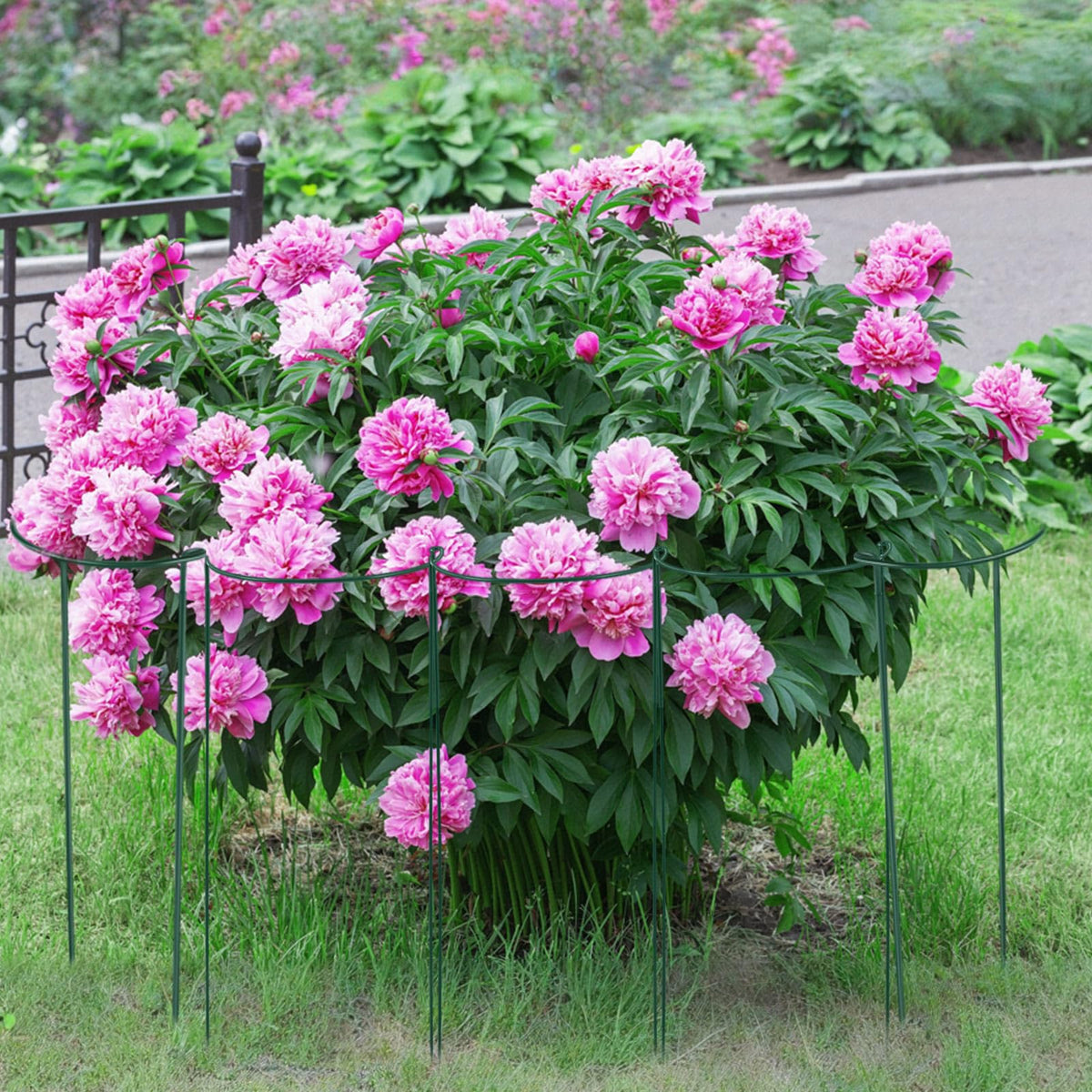 Tioncy 18 Pcs 30 H x 12.6 W Plant Support Stakes Cages for Garden, Metal Half Round Plants Tension Rods for Indoor Outdoor Large Tall Flower Vegetables Tomato Peony Rose Support