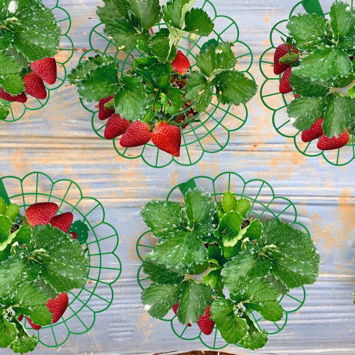 Iceyyyy 15 Pack Strawberry Plant Stand Supports-Strawberry Plant Support Stand Rack with 4 Support Feets-Growing Frame Holder Cage to Keep Berries Clean and Prevent Rot