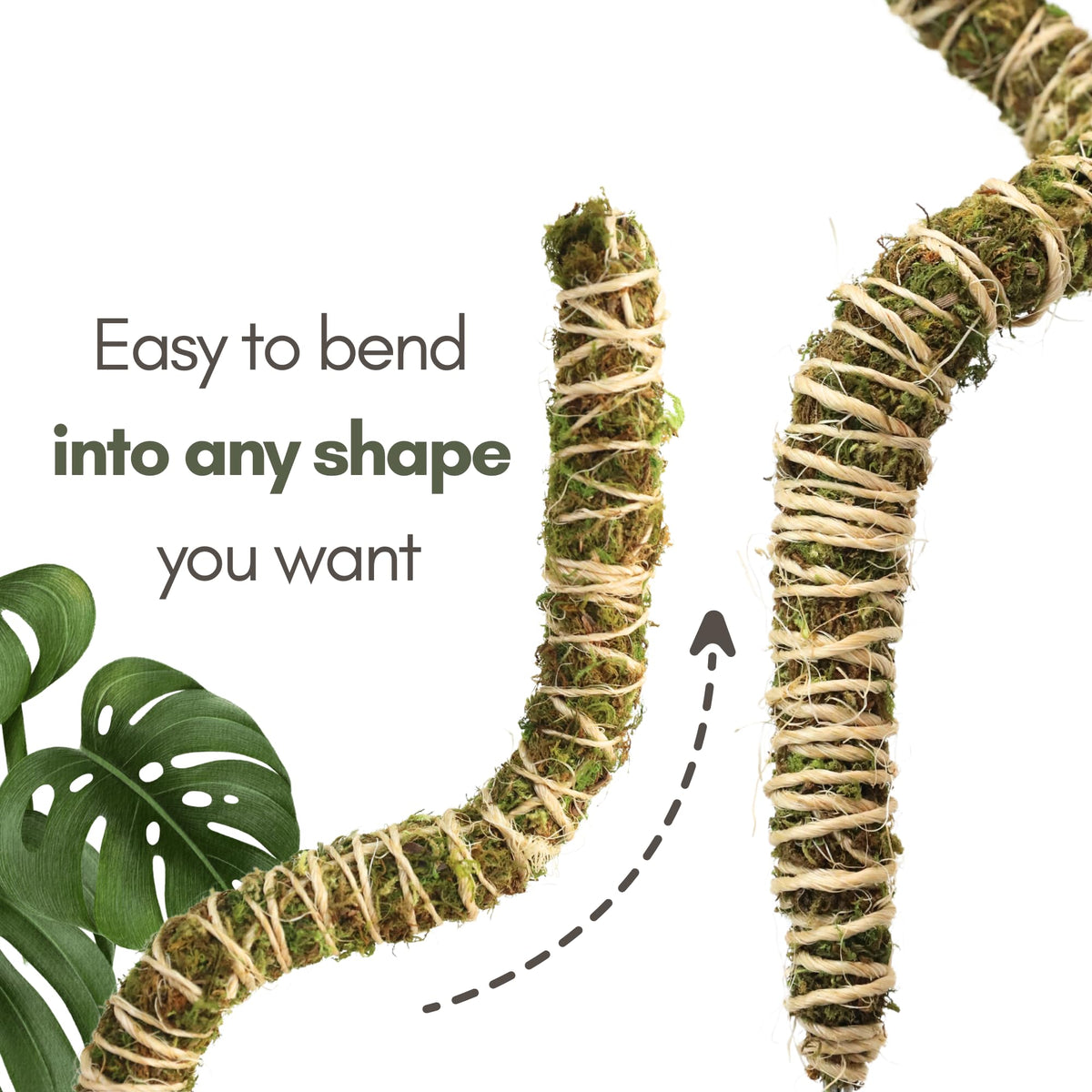 Mossify Bendable Moss Pole for Monstera 3 Pack (16" / 30" / 42") – Flexible Moss Pole Stakes for Indoor Plants – Premium Forest Moss with 3-Prong Stake System – Indoor & Outdoor Plant Trellis Set