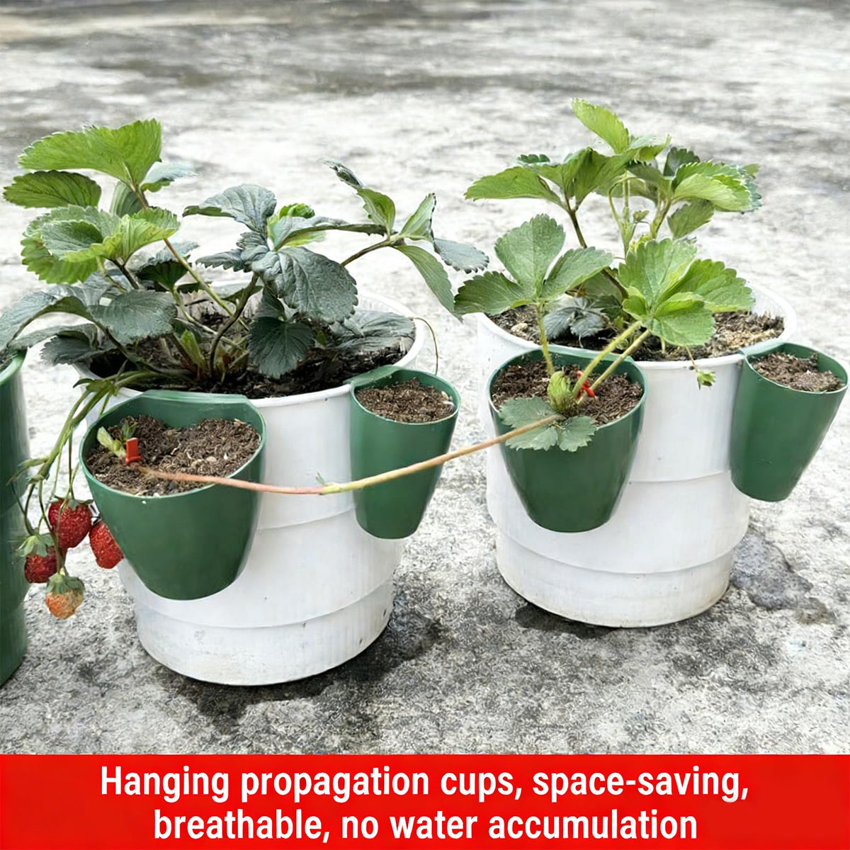 Kangnice Propagation Cup Set Featuring Food Grade and Runner Forks Ideal for Strawberry Runners and Seedling Cultivation Strawberry Fixing Fork