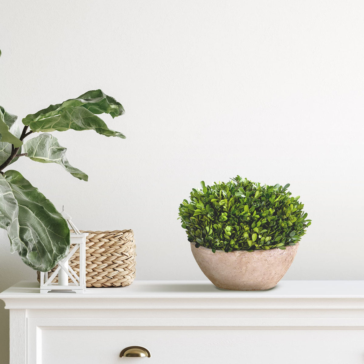 Nearly Natural 12in. Boxwood Preserved Plant in Oval Planter