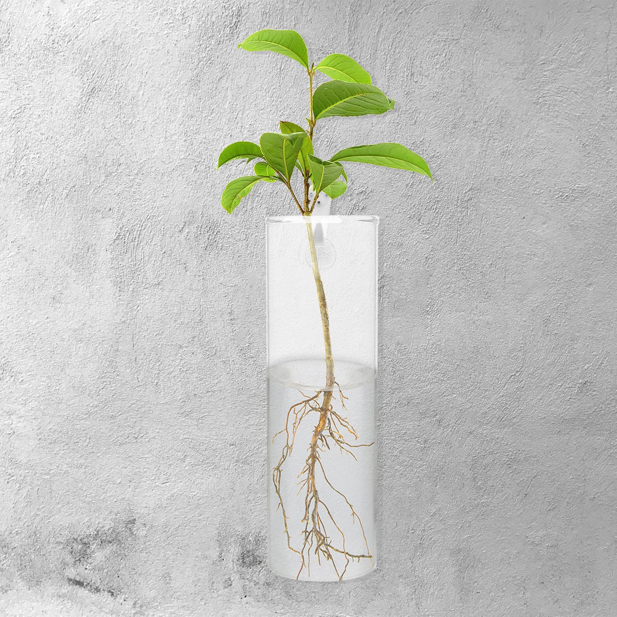 LALAFINA Wall-Mounted Hydroponic Glass Vase Set, Tall Cylindrical Flower Vase Crystal Clay and Invisible Nails, Modern Wall Hanging Terrarium for Indoor Plant Décor