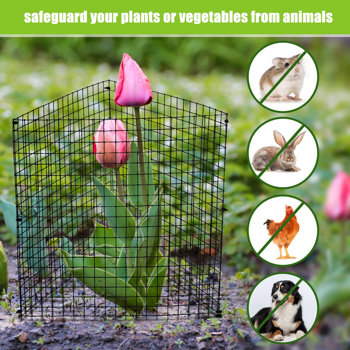 Zubebe 5 Pack Small Wire Plant Protectors Square Plant Protectors from Animals Mesh Cage Chicken Wire Cloche for Shrubs and Vegetables with Ground Stakes and Nylon Ties (12 x 12 Inch)