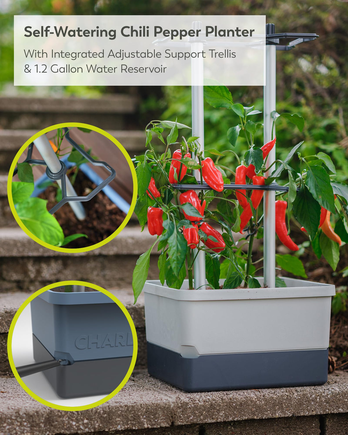 BUZZY Seeds Charly Chili Self-Watering Planter with Vertical Trellis – 1.2 Gal Reservoir, Large Capacity Planter for Chili Peppers, Bell Peppers & Eggplants (Grey)