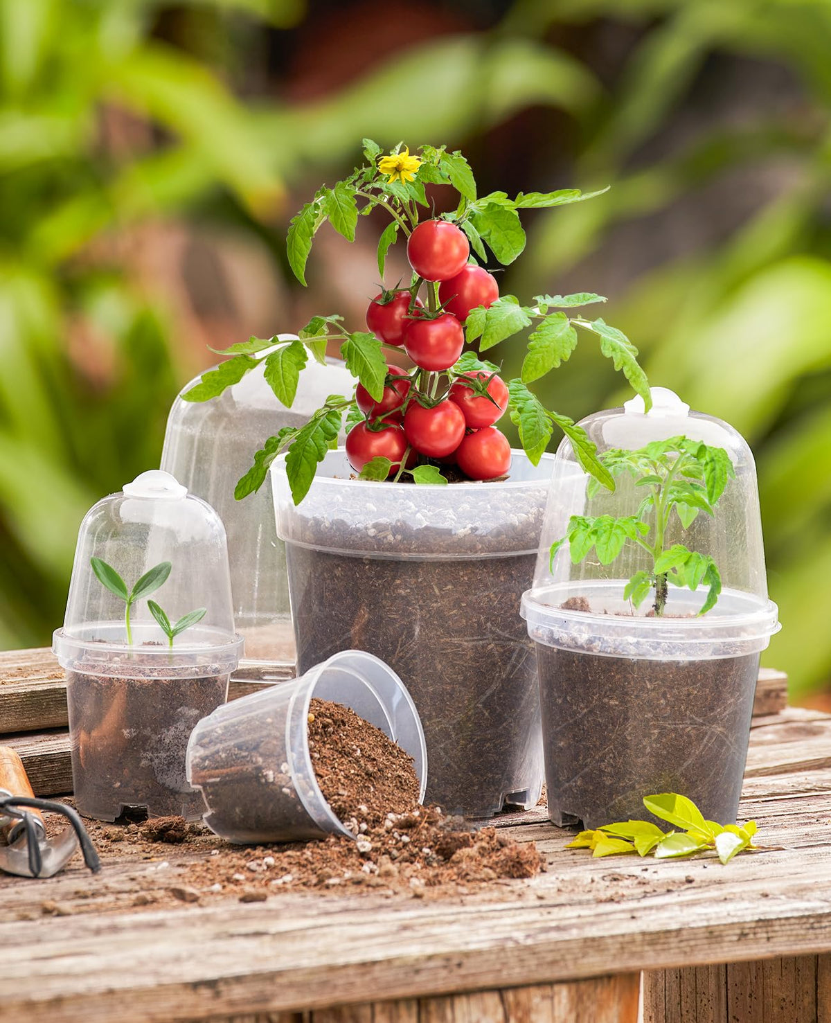 homenote Clear Nursery Pots for Plants,3 Inch Plant Pot for Planting with Humidity Domes Plastic Seedling with Drainage Holes Seed Starter Flower High Transparency (30 Pack)