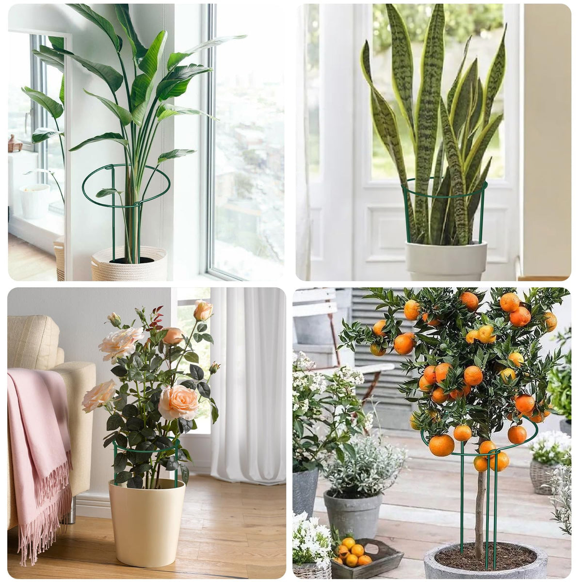 12 Pack Plant Support Stakes, 10" Wide x 24" High Half Round Metal Peony Cages and Support, Green Garden Plant Stake Plant Support Ring Border for Peony Tomato, Hydrangea, Flower Indoor Outdoor