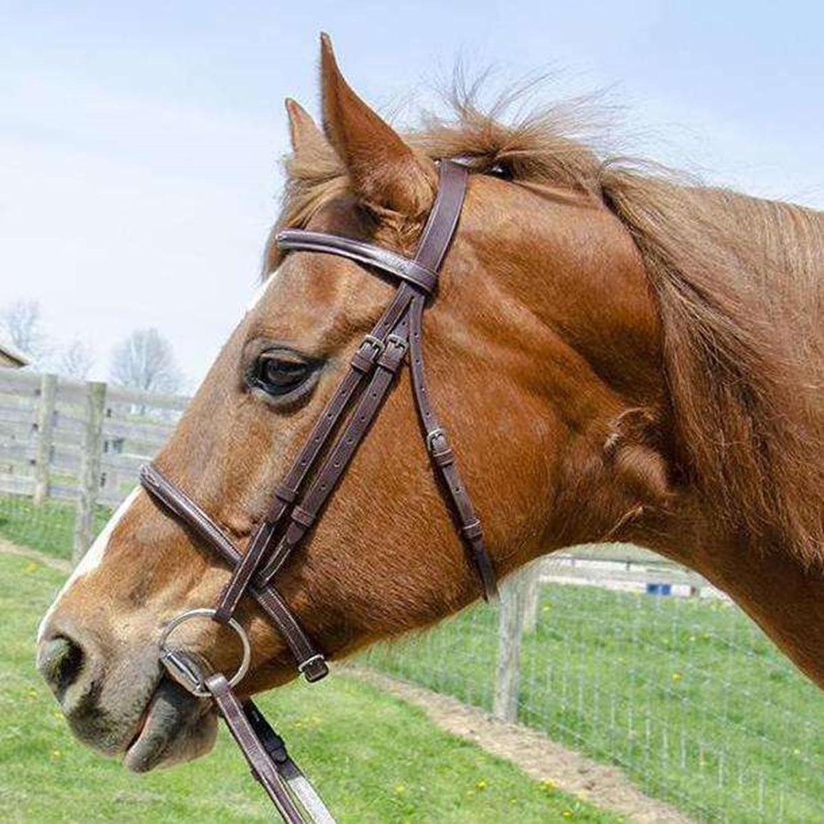 Paris Tack Everyday Raised Fancy Stitched Leather English Schooling Bridle with Laced Reins