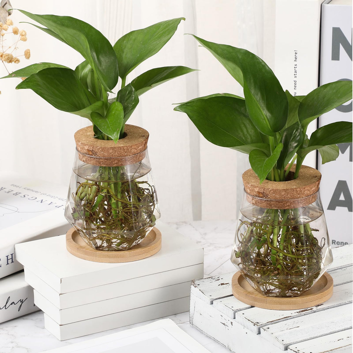 Baderke 12 Packs Propagation Vases for Plants Plastic Plant Propagation with Hole Lid and Bamboo Stand Growing in Water Hydroponic Home Office Desktop Vase Decoration (Cup Style)