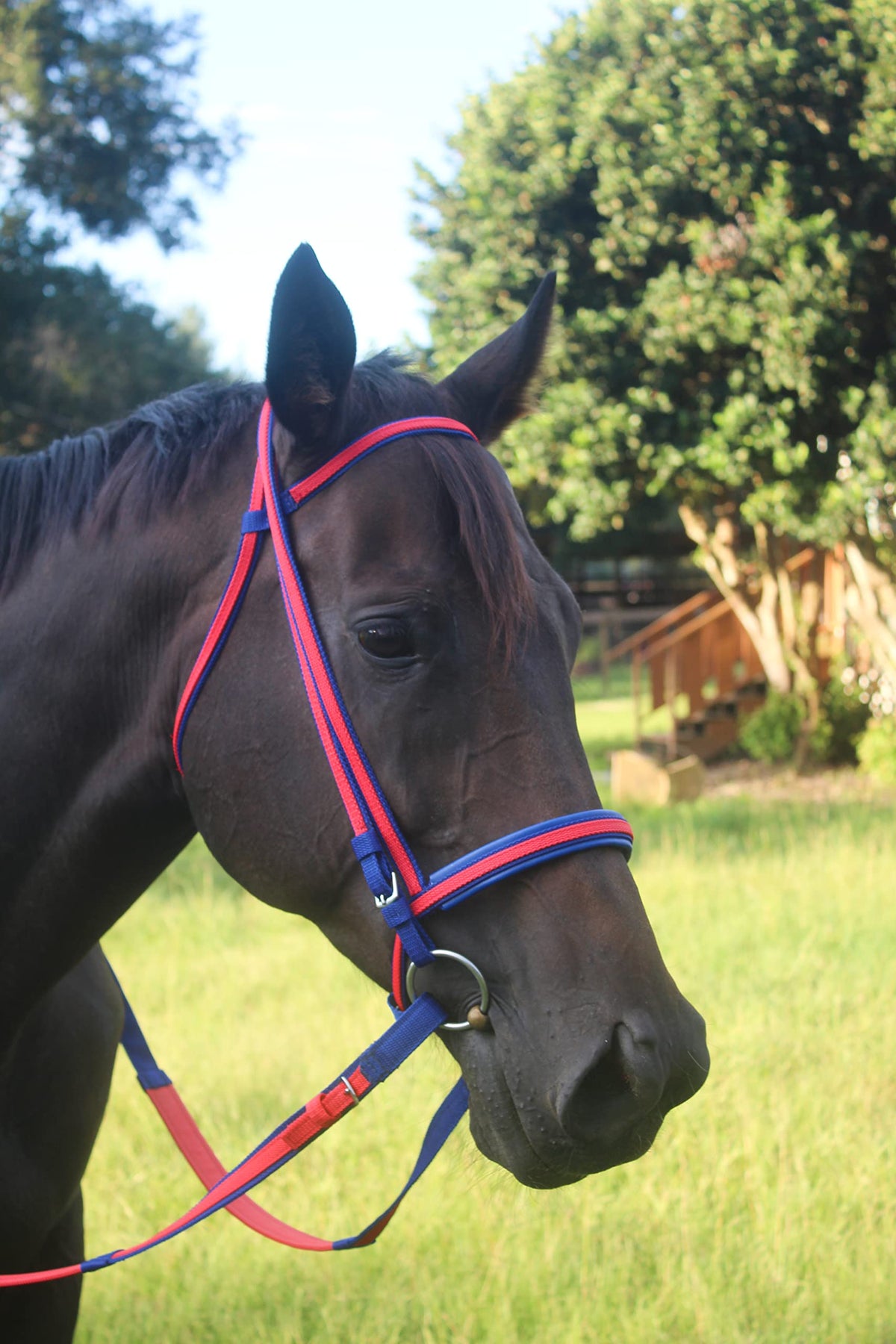 Tack Shack of Ocala Nylon Race Headstall, Custom Race Headstall, Nylon Headstall, Headstall for Horses, Race Headstall for Horses, Custom Made Headstall, Bridles for Horses, Bridles