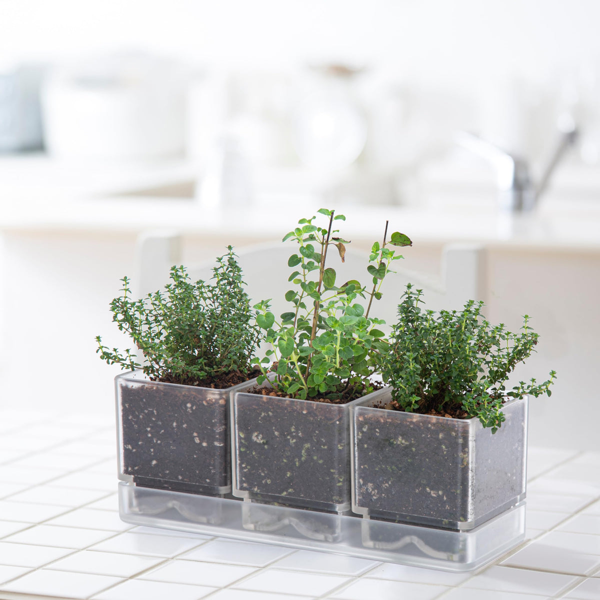 D'vine Dev Herb Garden Planter Set, Acrylic Plant Pots with Drainage and Saucer, Indoor Succulent Cactus Vegetable Pot for Windowsill, Garden Balcony, Clear, Set of 2, 76-V-D-2