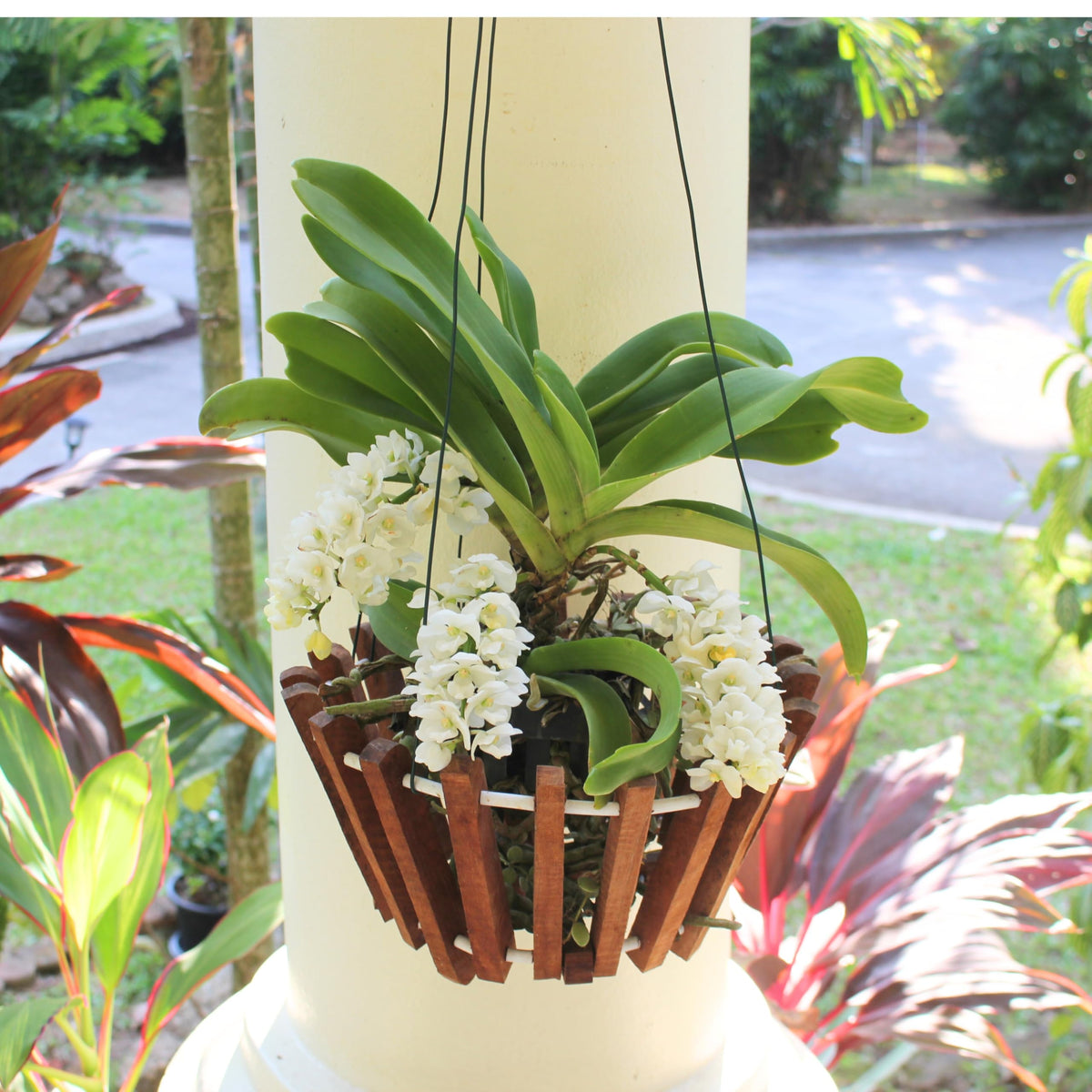 DESQUIGGLE Set of 12 Hanging Wires for Orchid Baskets and Hanging Planters, 31 Inches Long with Strong Steel Hooks and Covered in Light Green Plastic