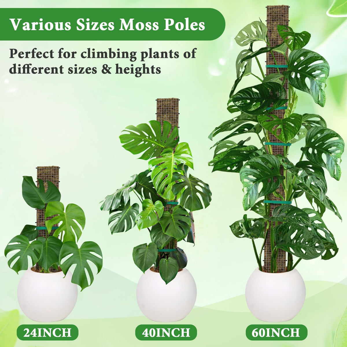 24"+40"+60" Metal Moss Pole - 6 Pack D Shape Sphagnum Moss Pole, Moss Poles for Climbing Plants, Monstera, Climbing Plants Indoor