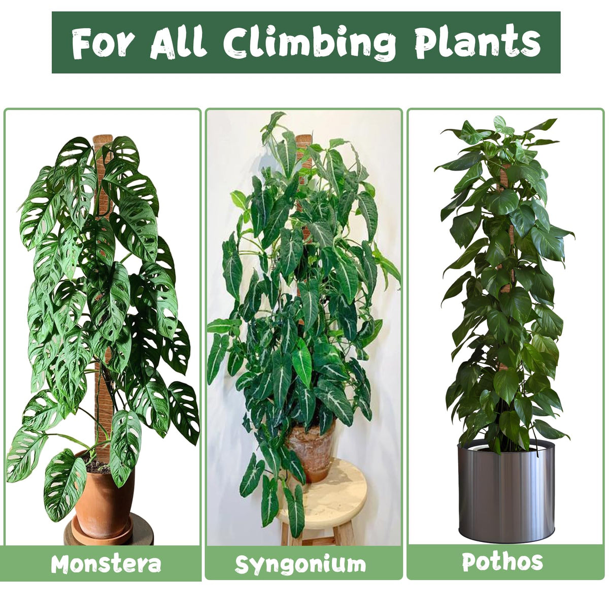 1 Pack 63Inch Bendable Tall Moss Pole for Monstera, 160cm Plant Support Moss Sticks Stakes for Climbing Indoor Plants, Pothos & Philodendron - Coir/Coco Plant Trellis for Potted Climbers & Houseplants