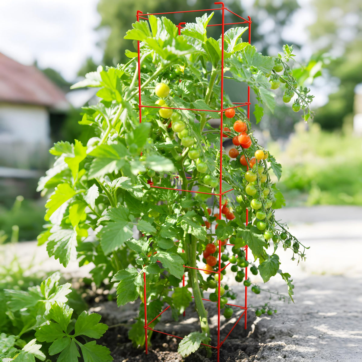 Thealyn Tomato Cages 6 Packs 57 Inches (H) Plant Stand with 164 Feet Twist Ties, Heavy Duty Garden Plants Support for Tomatoes, Cucumber, and Other Climbing Plants (Red)