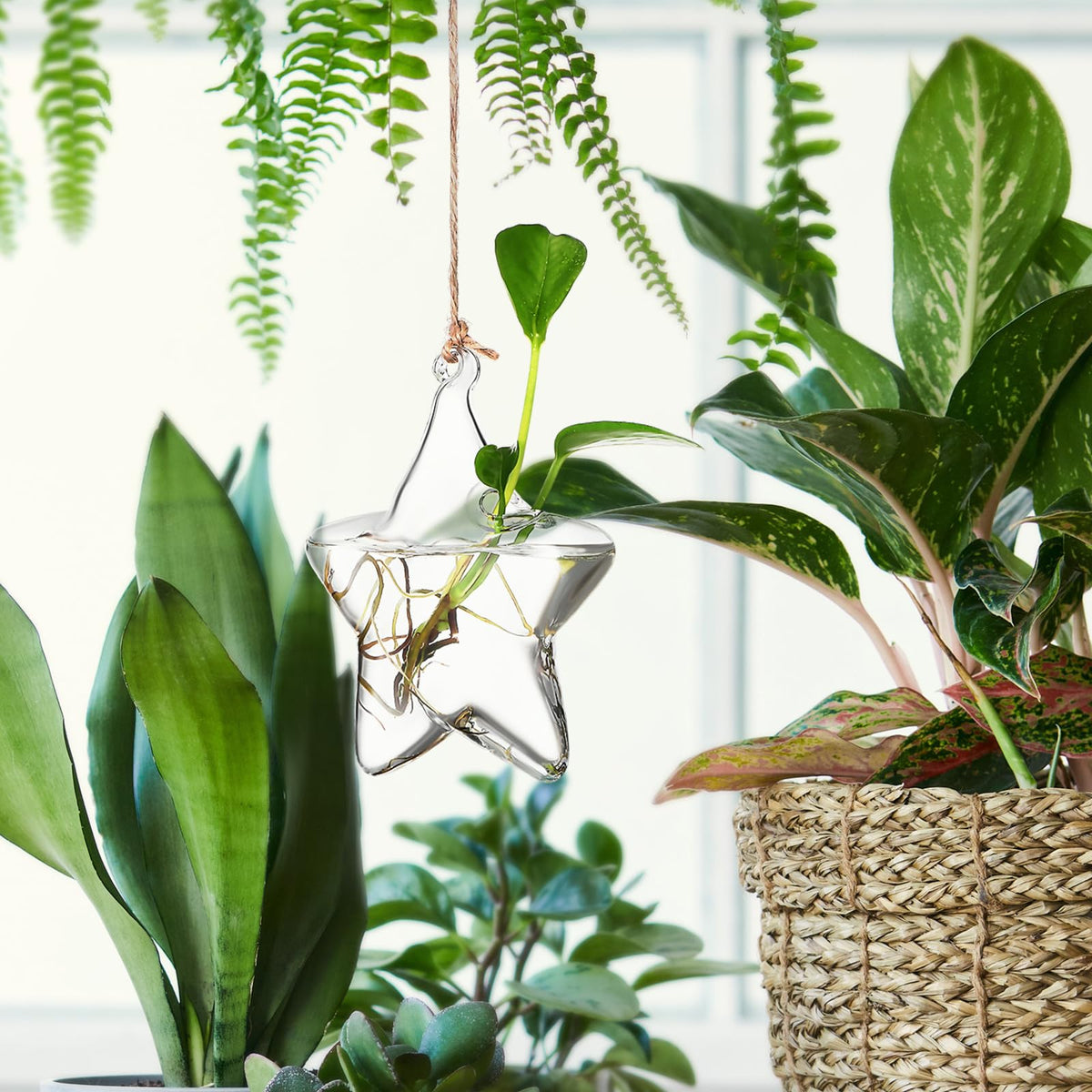 Housoutil Hanging Glass Vase Hydroponic Glass Terrarium Marine-Inspired Shape for Indoor Plants Home Décor