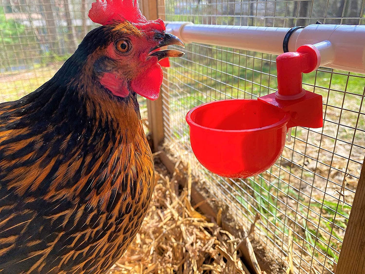 letsFix Chicken Waterer PVC Tee Fittings 3/4 Inch (12-Pack) for Threaded Poultry Waterer Cups/Nipples/Feeders, Suitable for Chicks, Duck, Goose, Turkey - Fits 3/4" Sch. 40 PVC Pipes