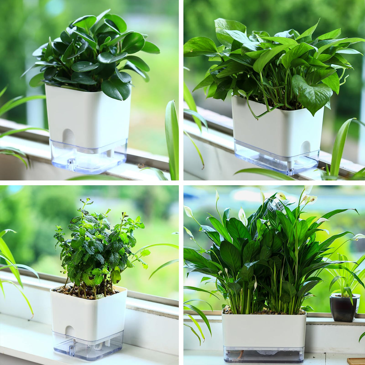 Planterhoma 6 Pack-5.5 Inch Self Watering Plant Pots for Indoor Plants, Square Self-Watering Planters Box Transparent for Devil's Ivy, Spider Plant, Orchid, African Violet