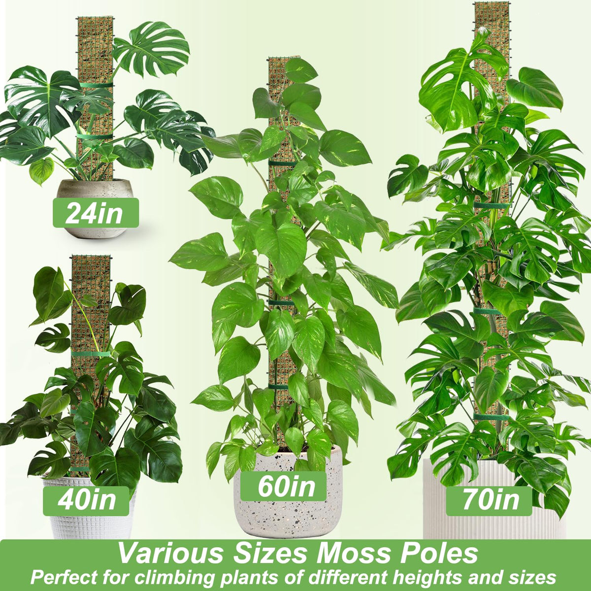60"/40"/24" Metal Moss Pole, D Shape Sphagnum Moss Pole, Moss Poles for Climbing Plants, Monstera, Indoor Climbing Plants (1 Each of 60" 40" 24")
