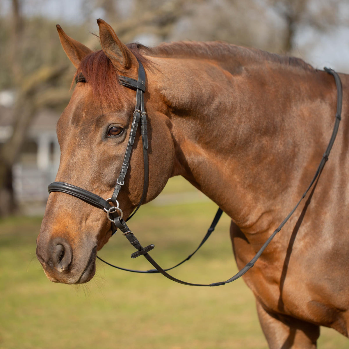 Equinavia Saga Cross-Under English Bitless Bridle for Horses | Reins Included - Chocolate Brown - Cob