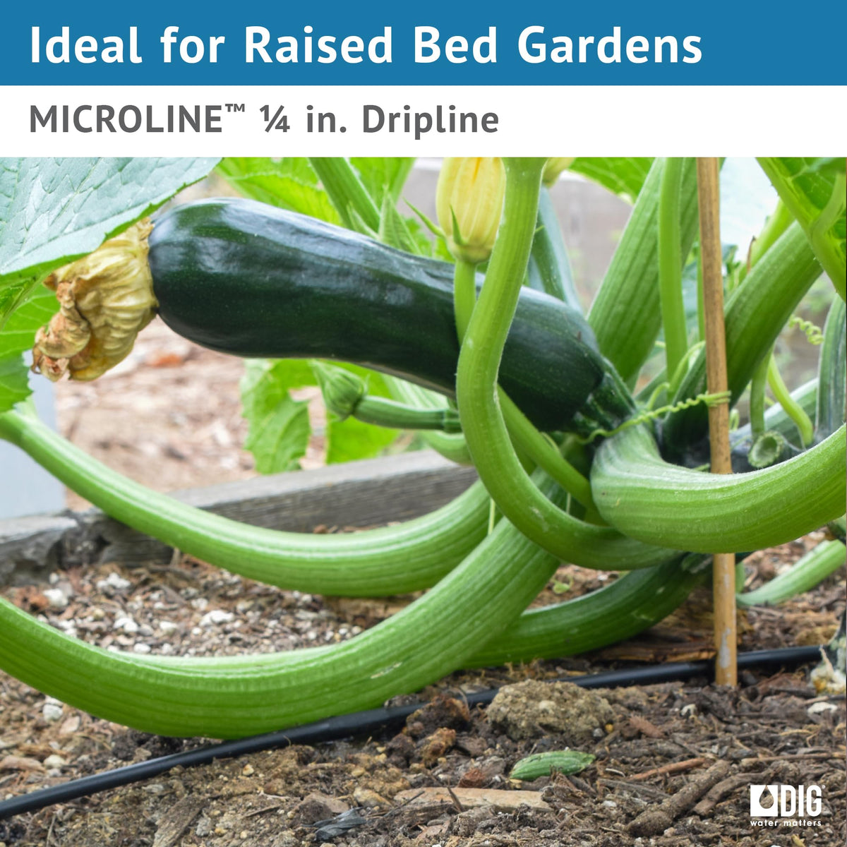 DIG ML-056, 50’, ¼” Microline™ Dripline - Enhanced 6” Emitter Spacing, UV-Resistant, Perfect for Diverse Garden Layouts (Black)