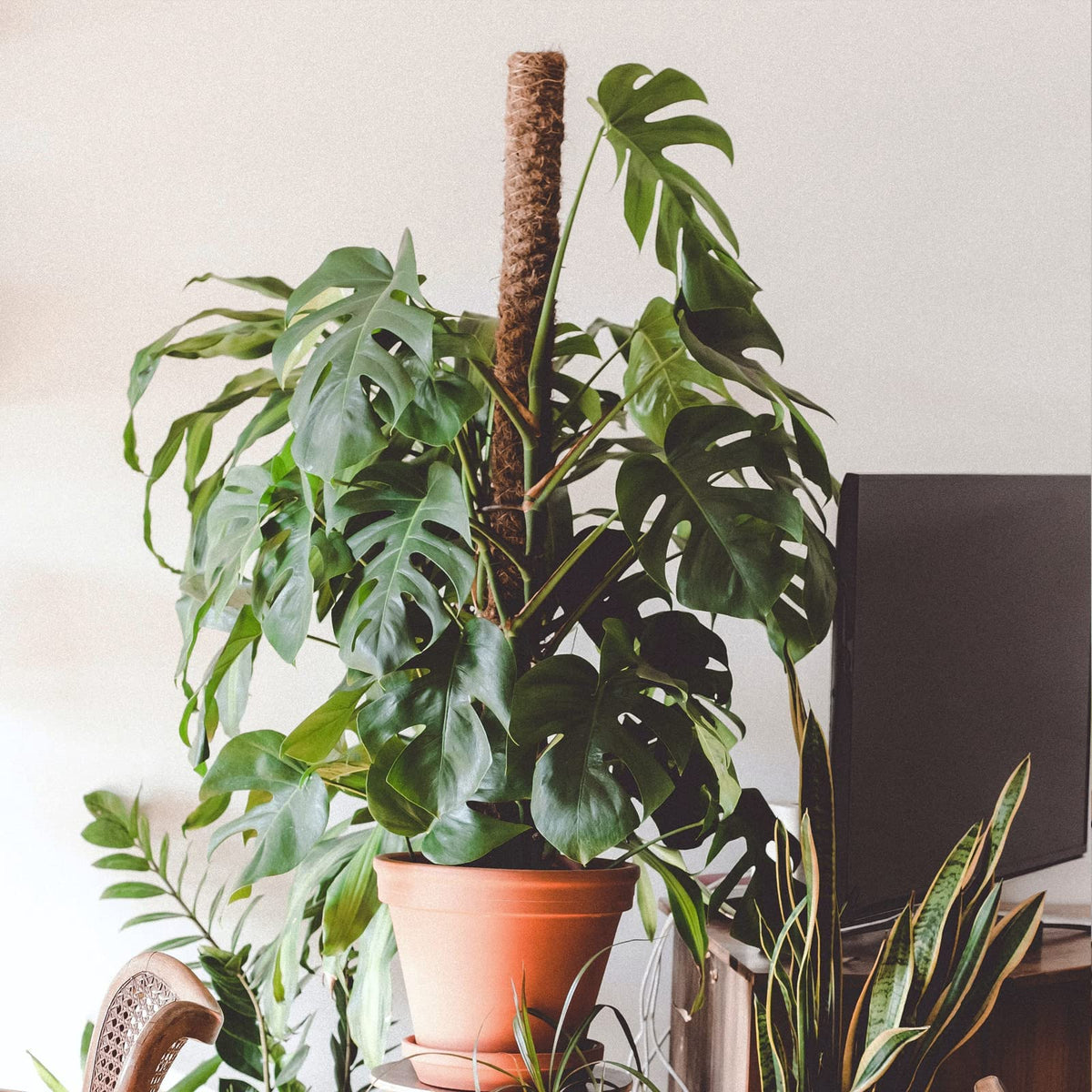 JJGoo Moss Pole for Plants Monstera,【6 Pack】 17 inch Plant Support Pole, Extendable Coir Totem Pole for Potted Plants Pothos, Train Indoor Climbing Plants to Grow Upwards