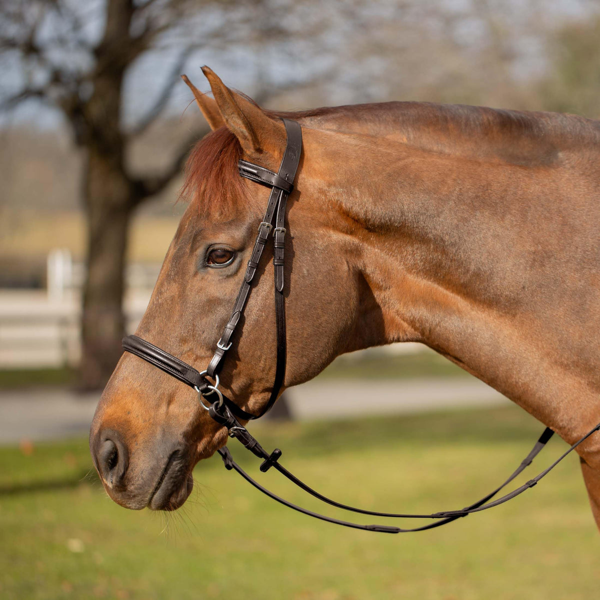 Equinavia Saga Cross-Under English Bitless Bridle for Horses | Reins Included - Chocolate Brown - Cob