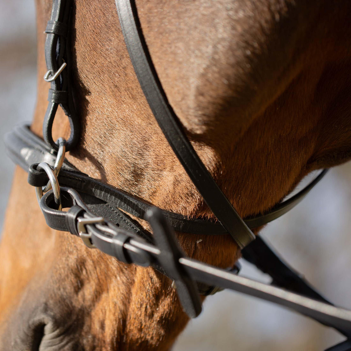 Equinavia Saga Cross-Under English Bitless Bridle for Horses | Reins Included - Chocolate Brown - Cob