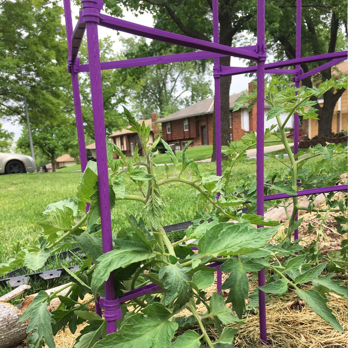 Growsun Large Tomato Cage 6 Pack Upto 73 inch Tall Tomato Trellis Garden Stakes Plant Support,Purple(5ft Stake add 18 inch Adjustable Stakes)