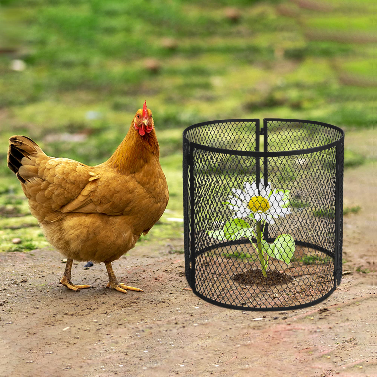 4 Pack Metal Plant Cage Protectors from Animals-11.8 x 11.8 Inch Garden Plant Protector - Sturdy Bunny Barricades Chicken Wire Cloche Plant Protectors for Keeping Bunny Animals Out