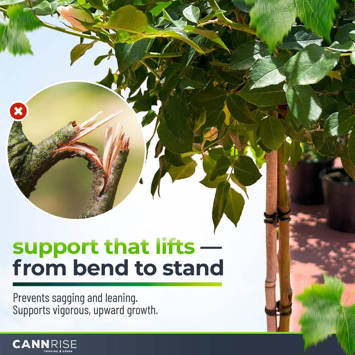 Anchor Bands for Trellising - 33-Pack 12 cm/4.72 in Rubber Vine Ties, UV-Protected Bands: Grapevines, Trees & Climbing Plants – Tool-Free Loop-and-Anchor Design for Install, Weatherproof