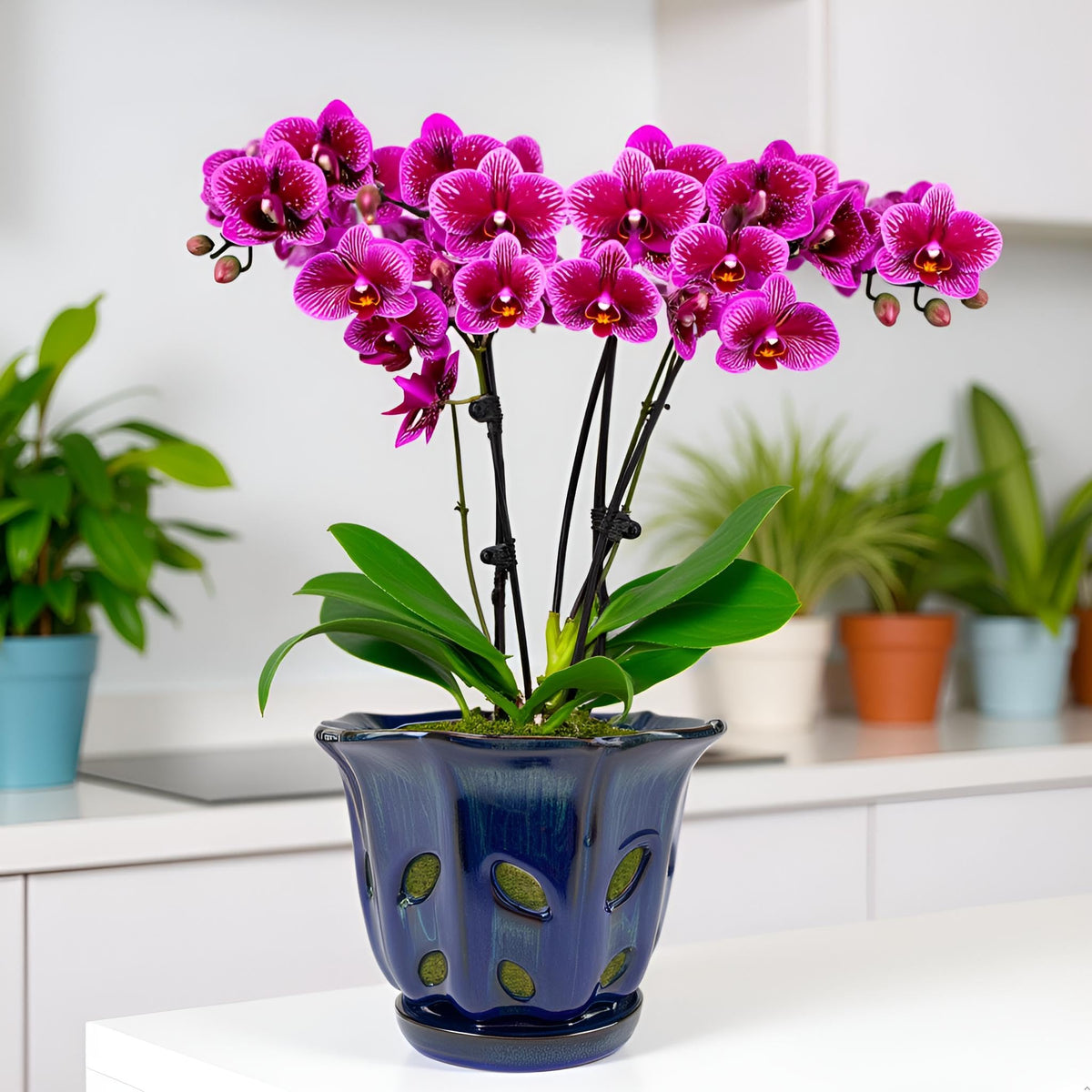Grdthzey Ceramic Orchid Pots with Holes 6 inch (Dark Blue)